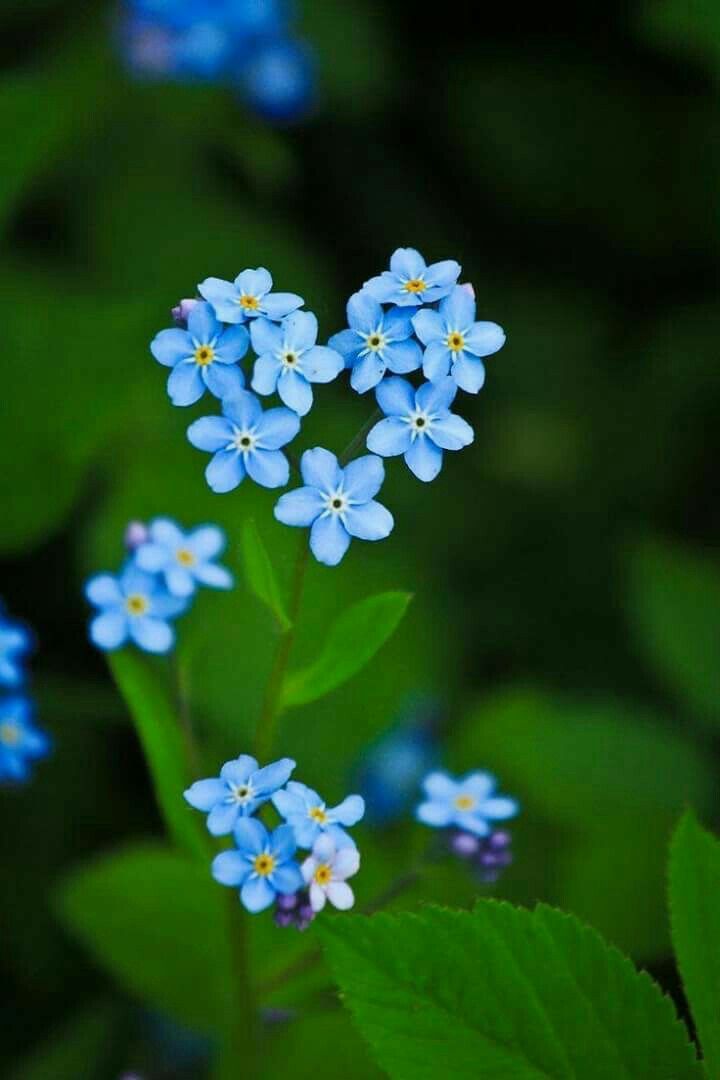 Kalbimdeki Mavi