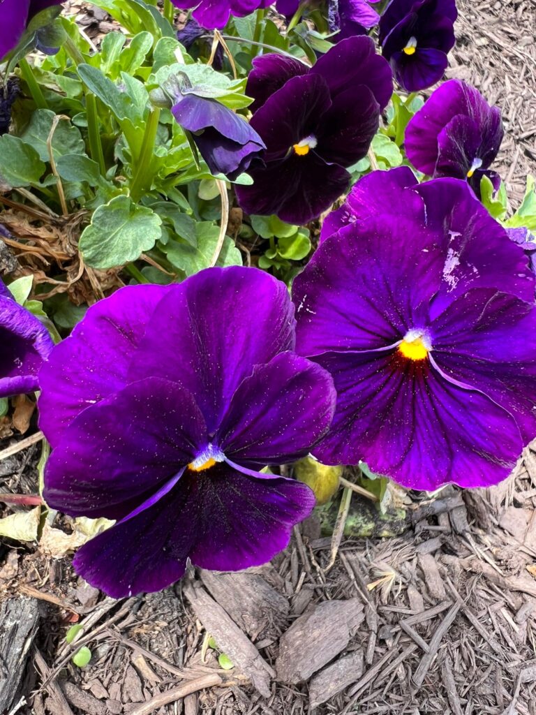 Sen Duası