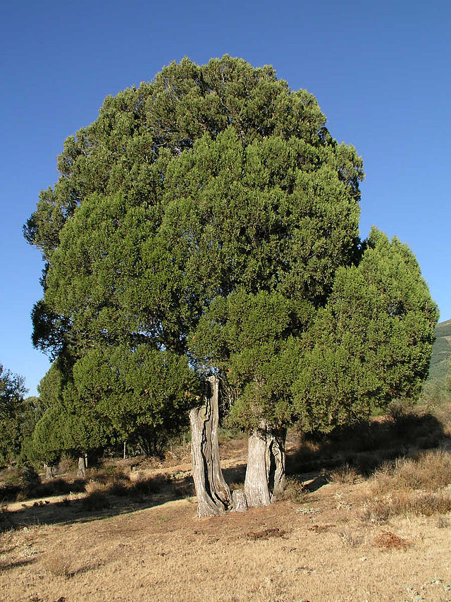 Yalnızlığın Yankısı